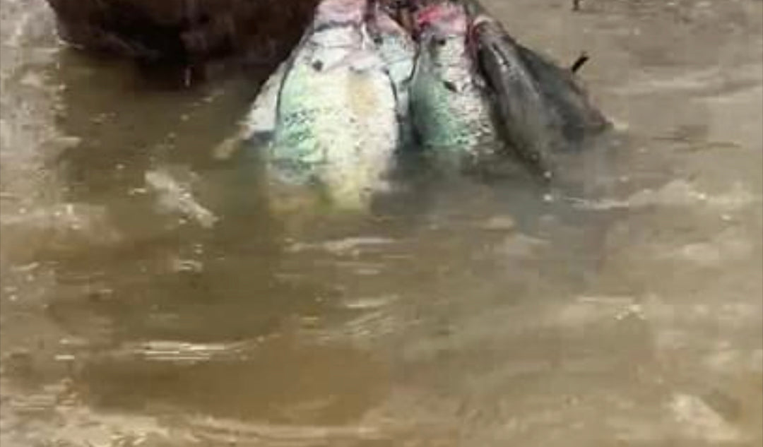 muddy water bait